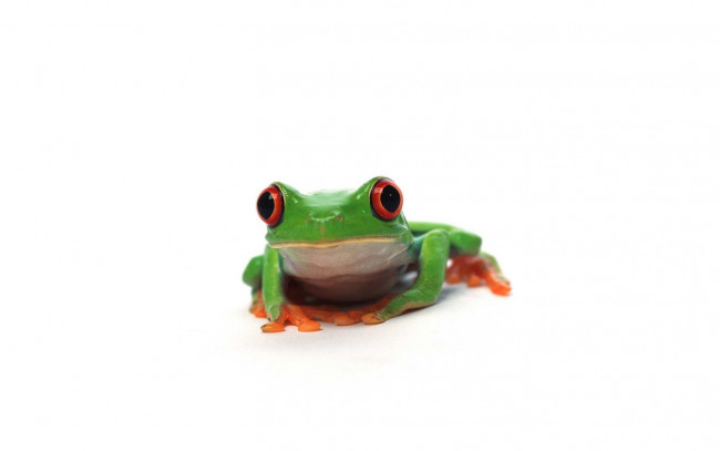 Обои картинки фото животные, лягушки