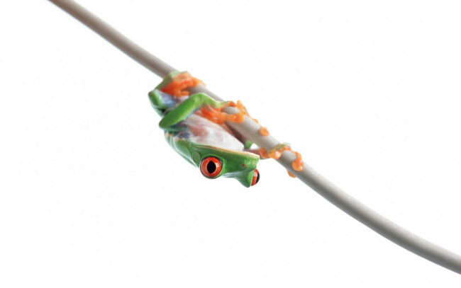 Обои картинки фото животные, лягушки