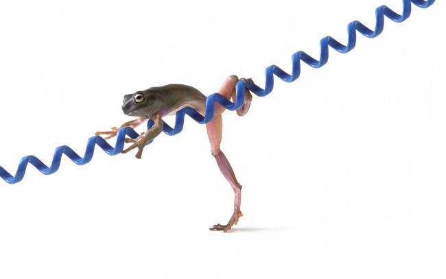 Обои картинки фото животные, лягушки