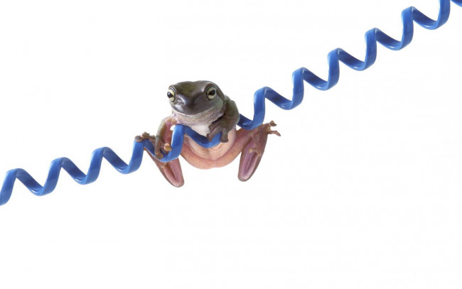 Обои картинки фото животные, лягушки