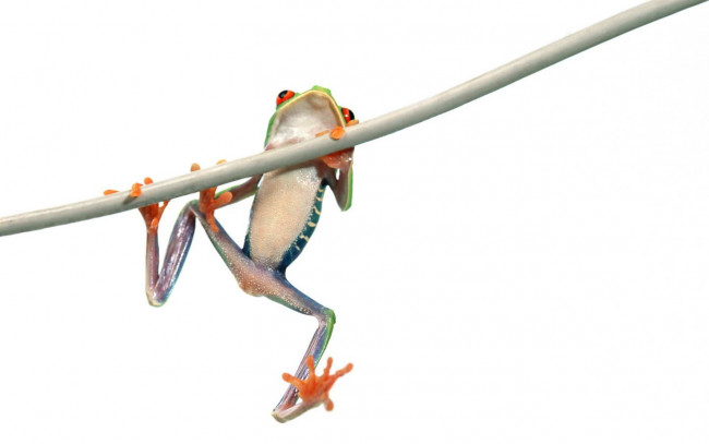 Обои картинки фото животные, лягушки