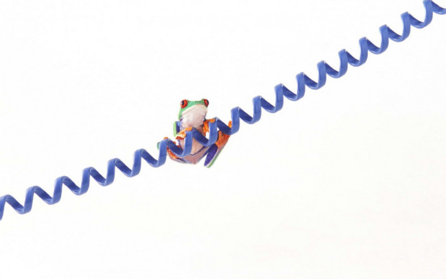 Обои картинки фото животные, лягушки