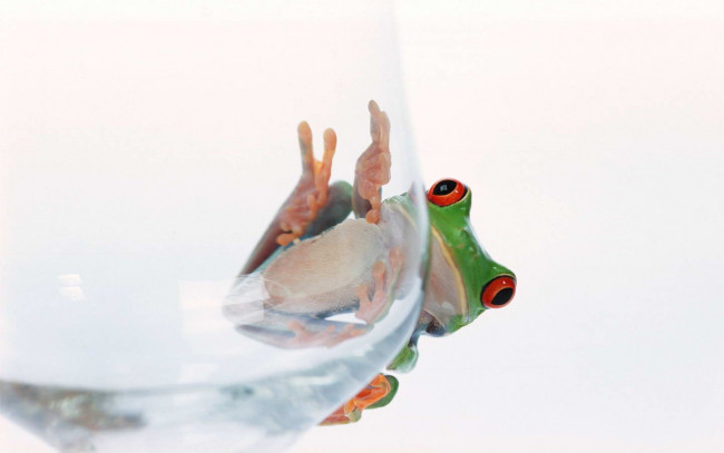 Обои картинки фото животные, лягушки