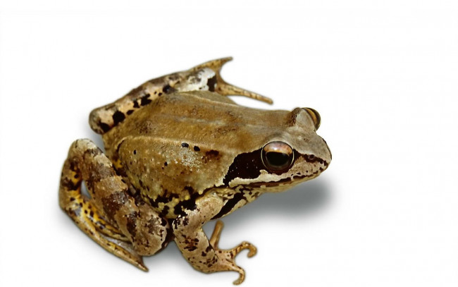 Обои картинки фото животные, лягушки