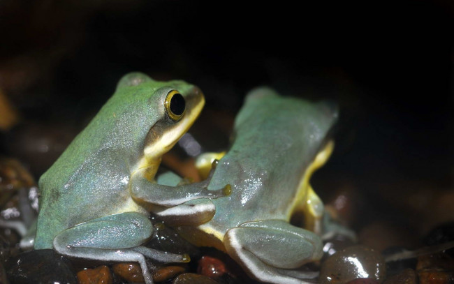 Обои картинки фото животные, лягушки