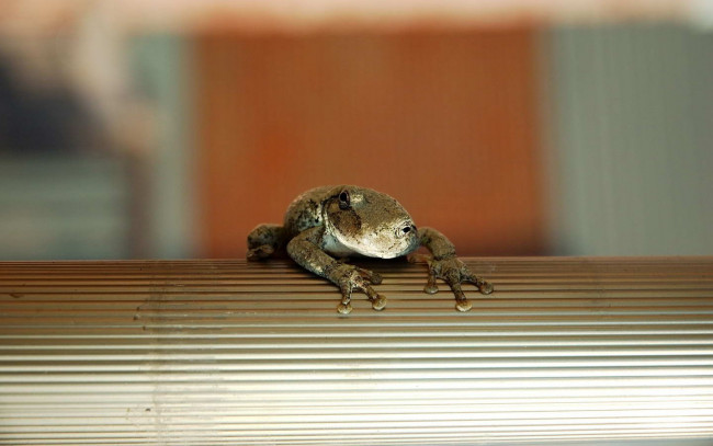 Обои картинки фото животные, лягушки