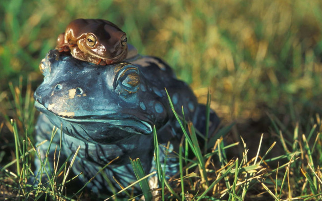 Обои картинки фото животные, лягушки