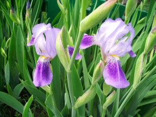 Картинка цветы ирисы