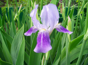 Картинка цветы ирисы