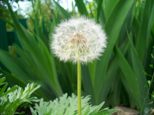 Картинка цветы одуванчики
