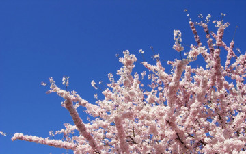 Картинка природа деревья