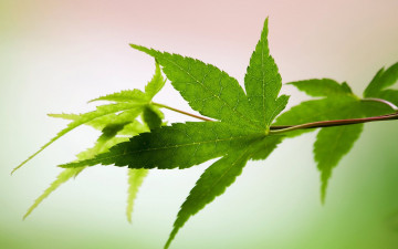 Картинка природа листья