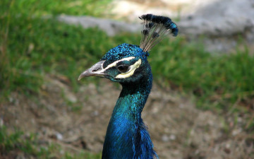 Картинка животные павлины