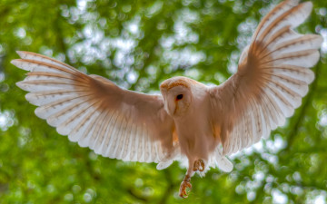 Картинка животные совы