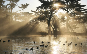 Картинка животные утки