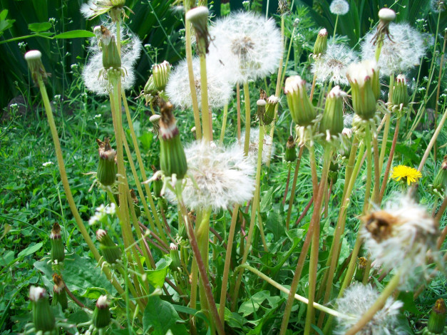 Обои картинки фото цветы, одуванчики