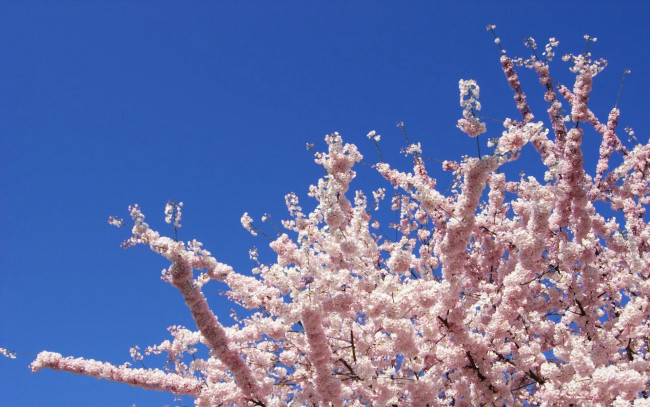 Обои картинки фото природа, деревья