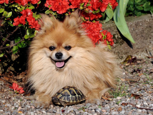 Картинка животные разные вместе собака шпиц черепаха