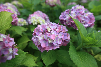 Картинка цветы гортензия шары сиреневый