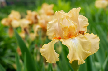 Картинка цветы ирисы лепестки желтый