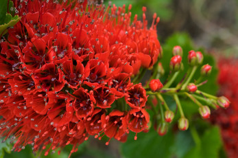 Картинка грейя цветы цветущие деревья кустарники ветка красный экзотика