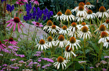 Картинка цветы эхинацея белый розовый