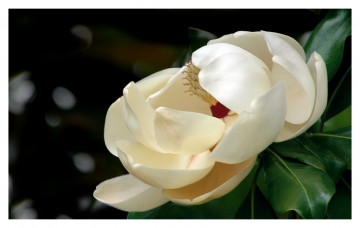 Картинка цветы магнолии молочный лепестки