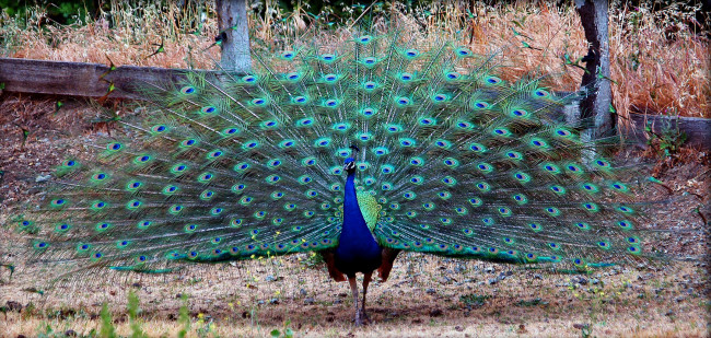 Обои картинки фото животные, павлины, хвост