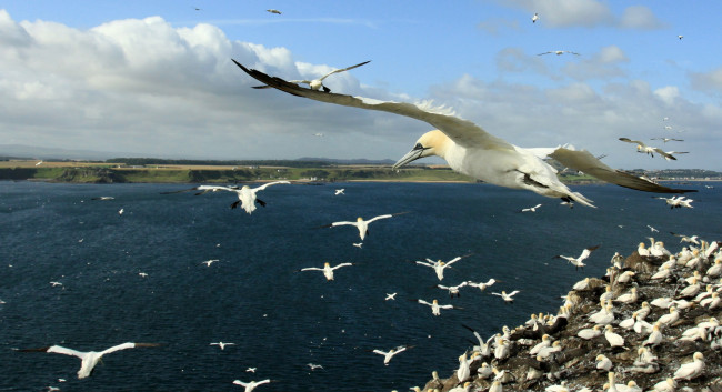 Обои картинки фото животные, олуши, крылья, полет, вода