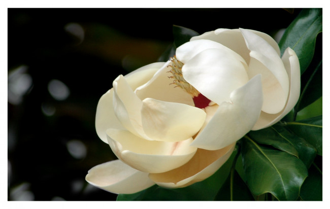 Обои картинки фото цветы, магнолии, молочный, лепестки