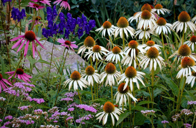 Обои картинки фото цветы, эхинацея, белый, розовый