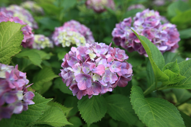 Обои картинки фото цветы, гортензия, шары, сиреневый