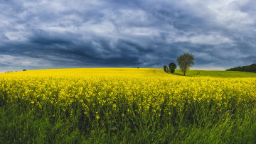 Картинка природа поля равнина