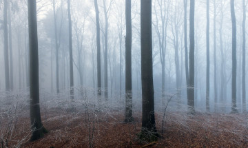 Картинка природа лес туман осень