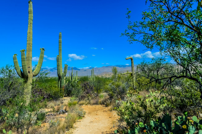 Обои картинки фото природа, пустыни, горы, кактусы