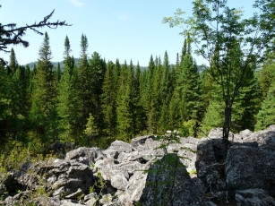 Картинка тайга природа лес урал