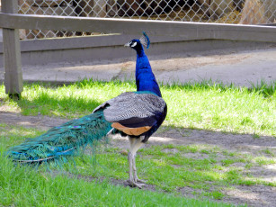 Картинка животные павлины хохолок хвост
