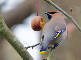 Картинка животные птицы птичка