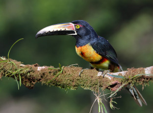 Картинка животные туканы птичка