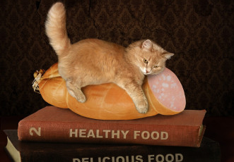 Картинка юмор+и+приколы рыжий ситуация колбаса котёнок книги