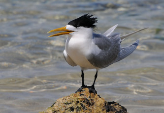 Картинка животные Чайки +бакланы +крачки птичка
