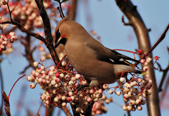Картинка животные птицы птичка