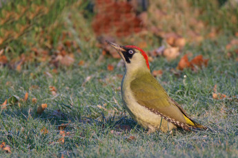 Картинка животные дятлы птичка