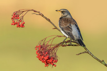 Картинка животные птицы птичка