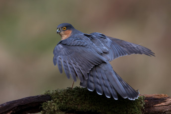 Картинка животные птицы птичка