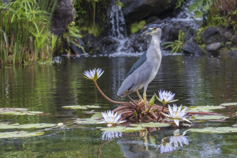 Картинка животные цапли +выпи птичка