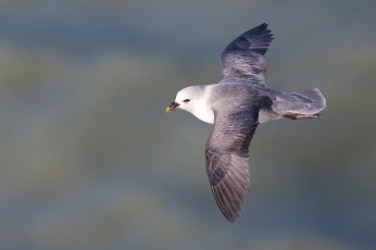 Картинка животные Чайки +бакланы +крачки птичка