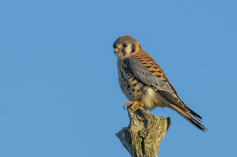 Картинка животные птицы+-+хищники птичка