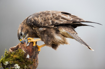 Картинка животные птицы+-+хищники птичка