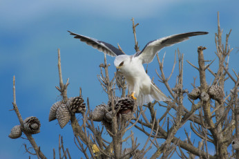 Картинка животные птицы+-+хищники птичка
